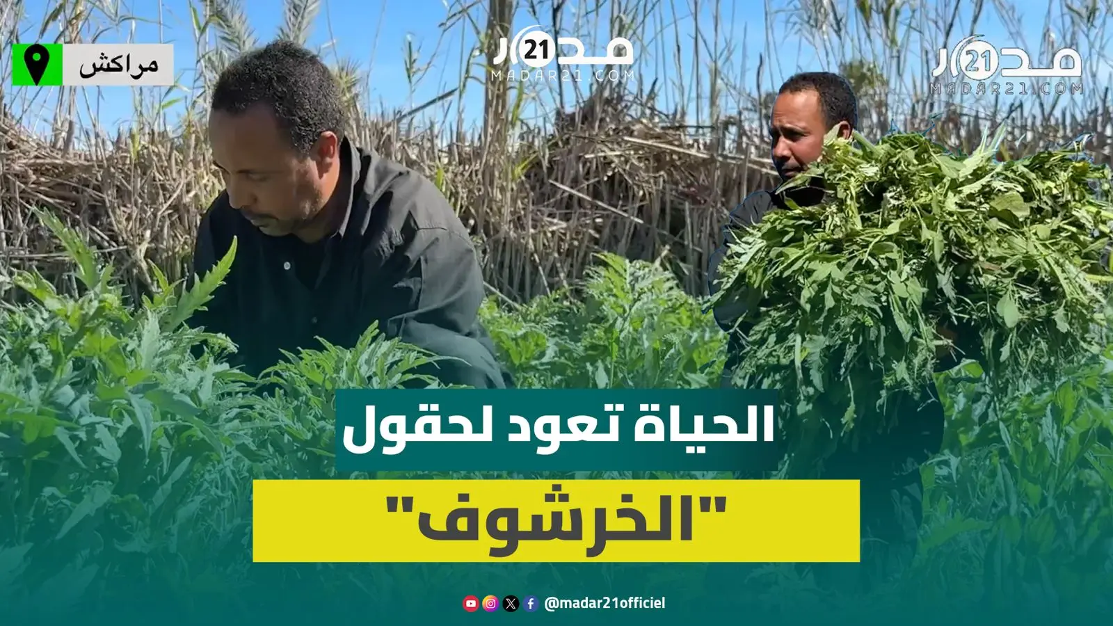 الارتياح يعلو وجوه الفلاحين بحوز مراكش وحقول الـ”خرشوف” تغتني بفضل الأمطار الأخيرة