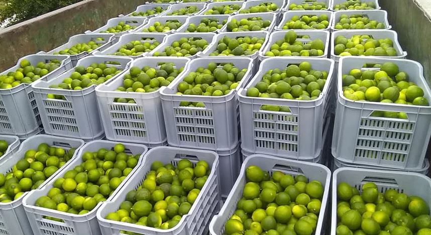 5 ملايين دولار.. قفزة بصادرات الليمون المغربي وموريتانيا المستورد الأول