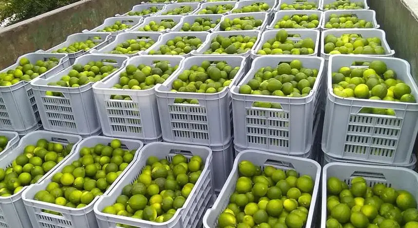 5 ملايين دولار.. قفزة بصادرات الليمون المغربي وموريتانيا المستورد الأول