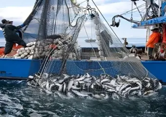ارتفاع مفرغات الصيد البحري بميناء لمهيريز بـ42%