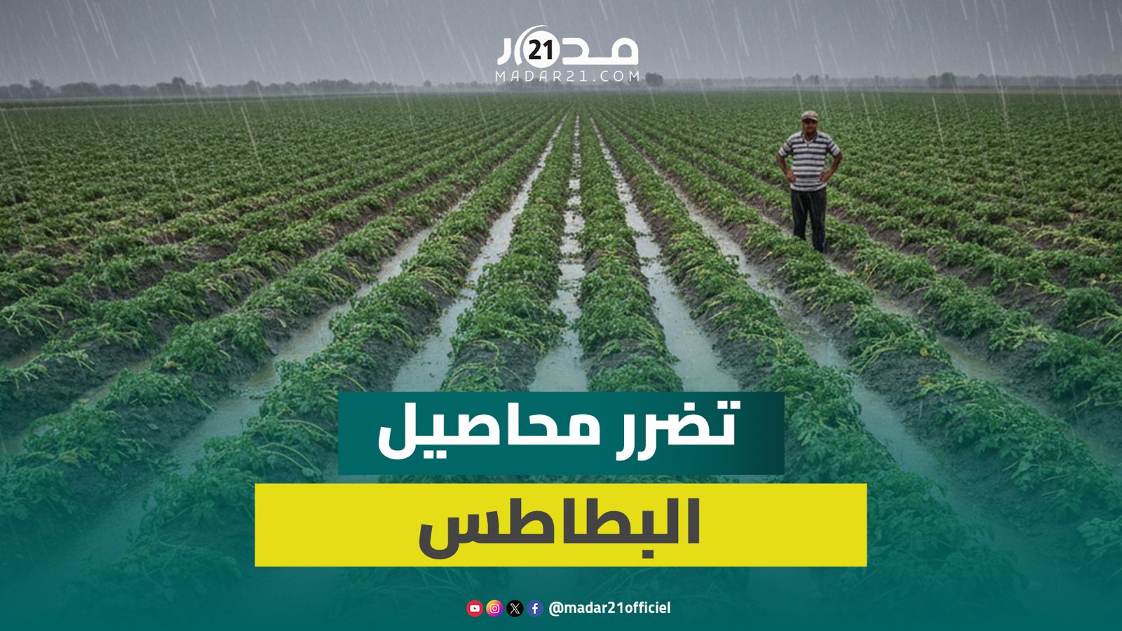 التساقطات المطرية الأخيرة تضر بمحاصيل البطاطس نواحي الجديدة