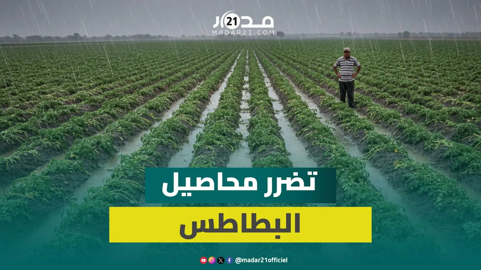 التساقطات المطرية الأخيرة تضر بمحاصيل البطاطس نواحي الجديدة