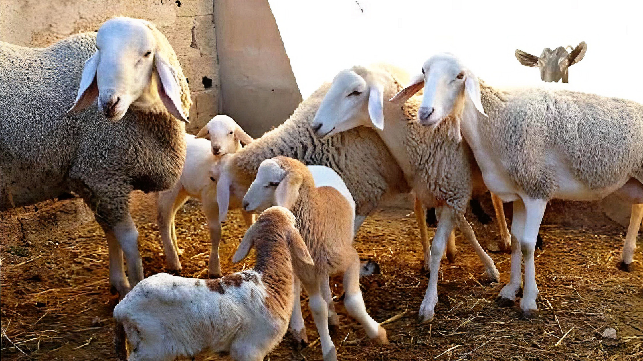 وزارة الفلاحة تطلق عملية مراقبة إناث الأغنام والماعز تأهبا لآخر دفعة من الدعم