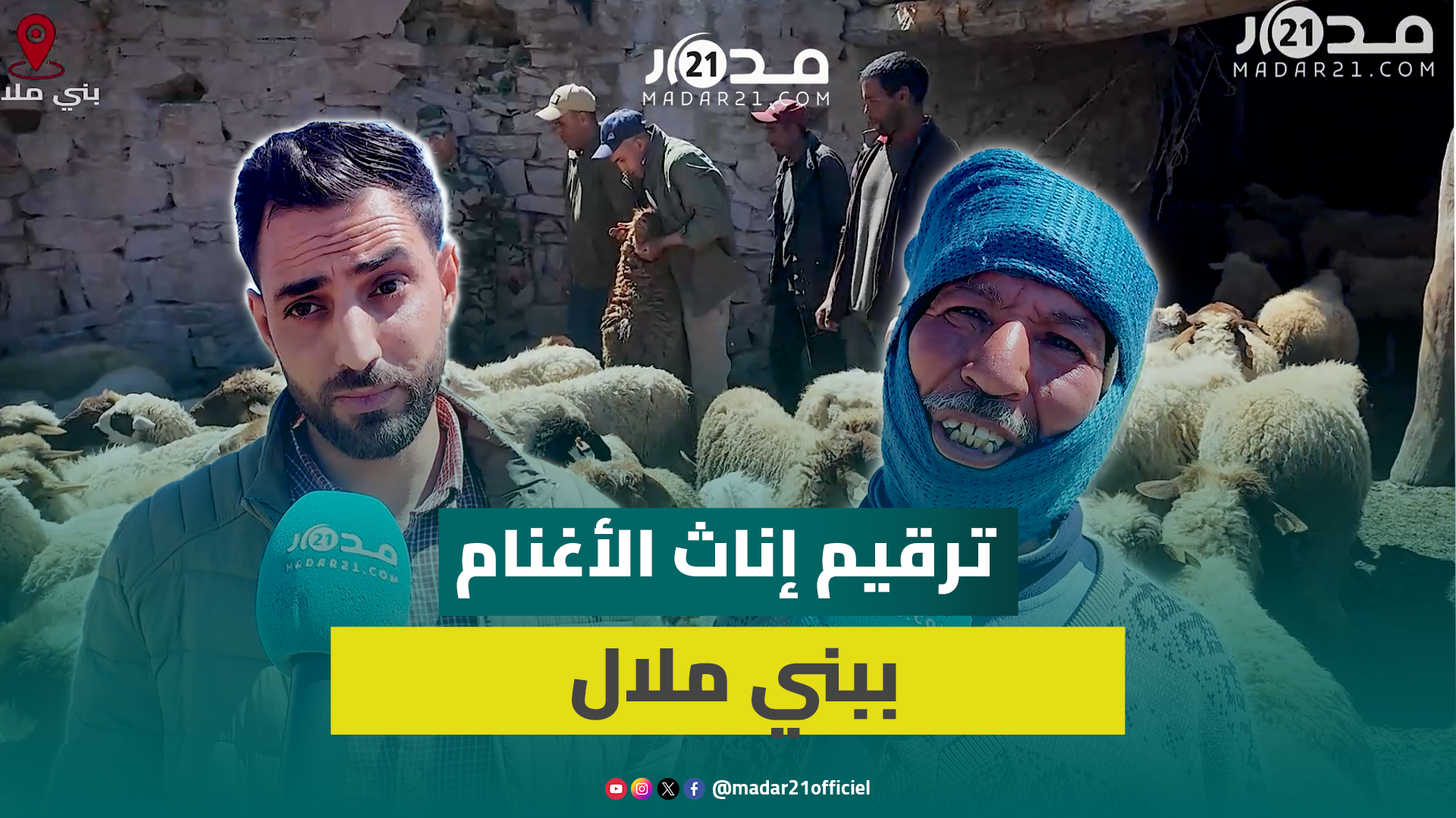 السلطات تسهر على مراقبة ترقيم إناث الأغنام ببني ملال قبل تحديد استحقاق الدعم