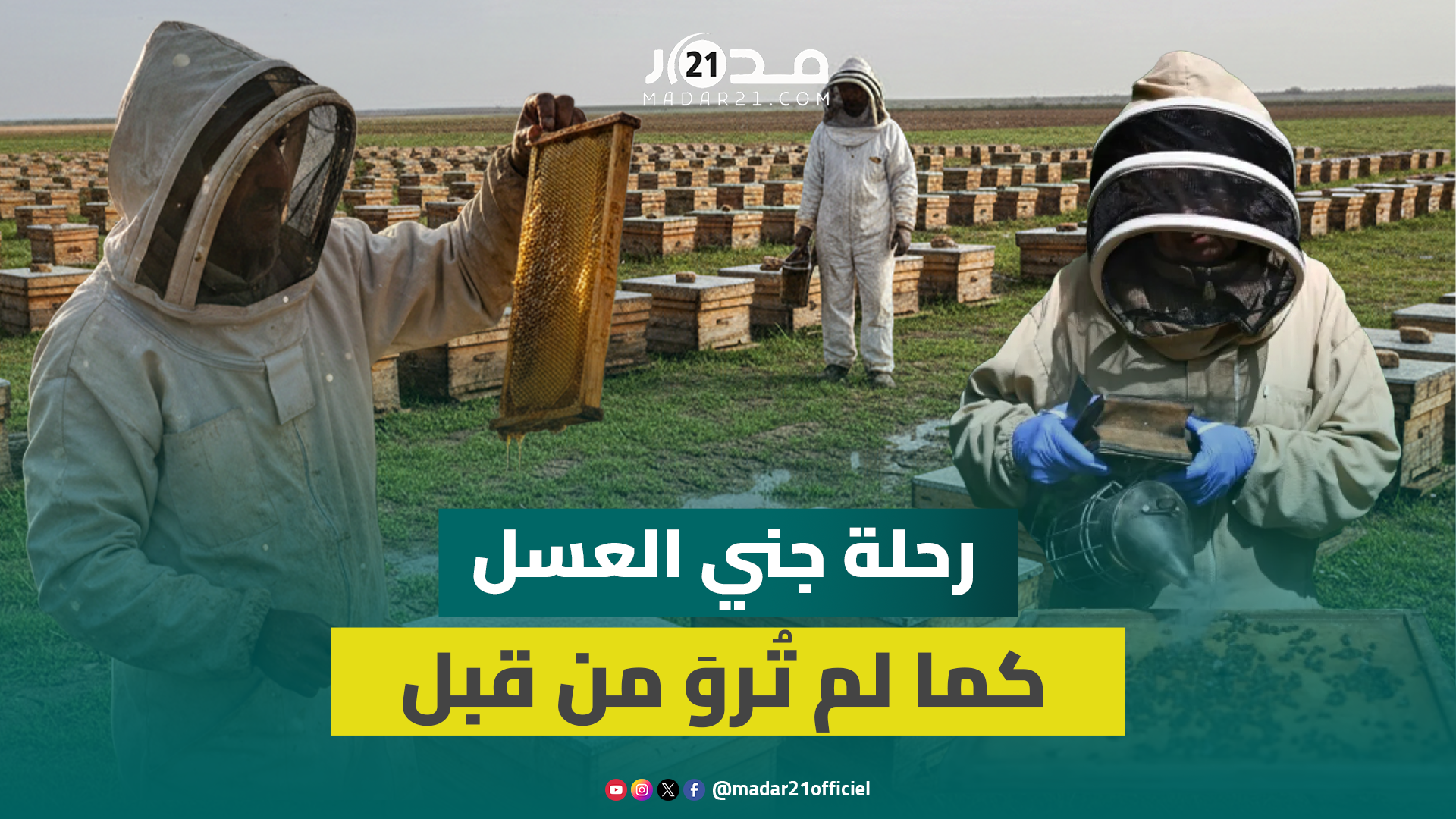 من الشمع إلى التصفية… كيف يخرج العسل من عالم مغلق تحرسه النحل؟