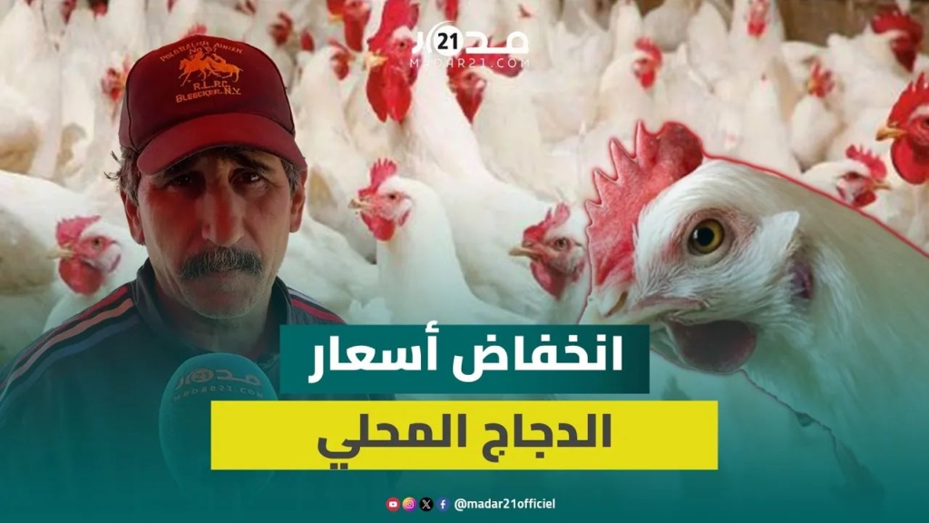 ضعف الطلب يخفض أسعار “الدجاج البلدي” إلى 50 درهماً للكيلوغرام