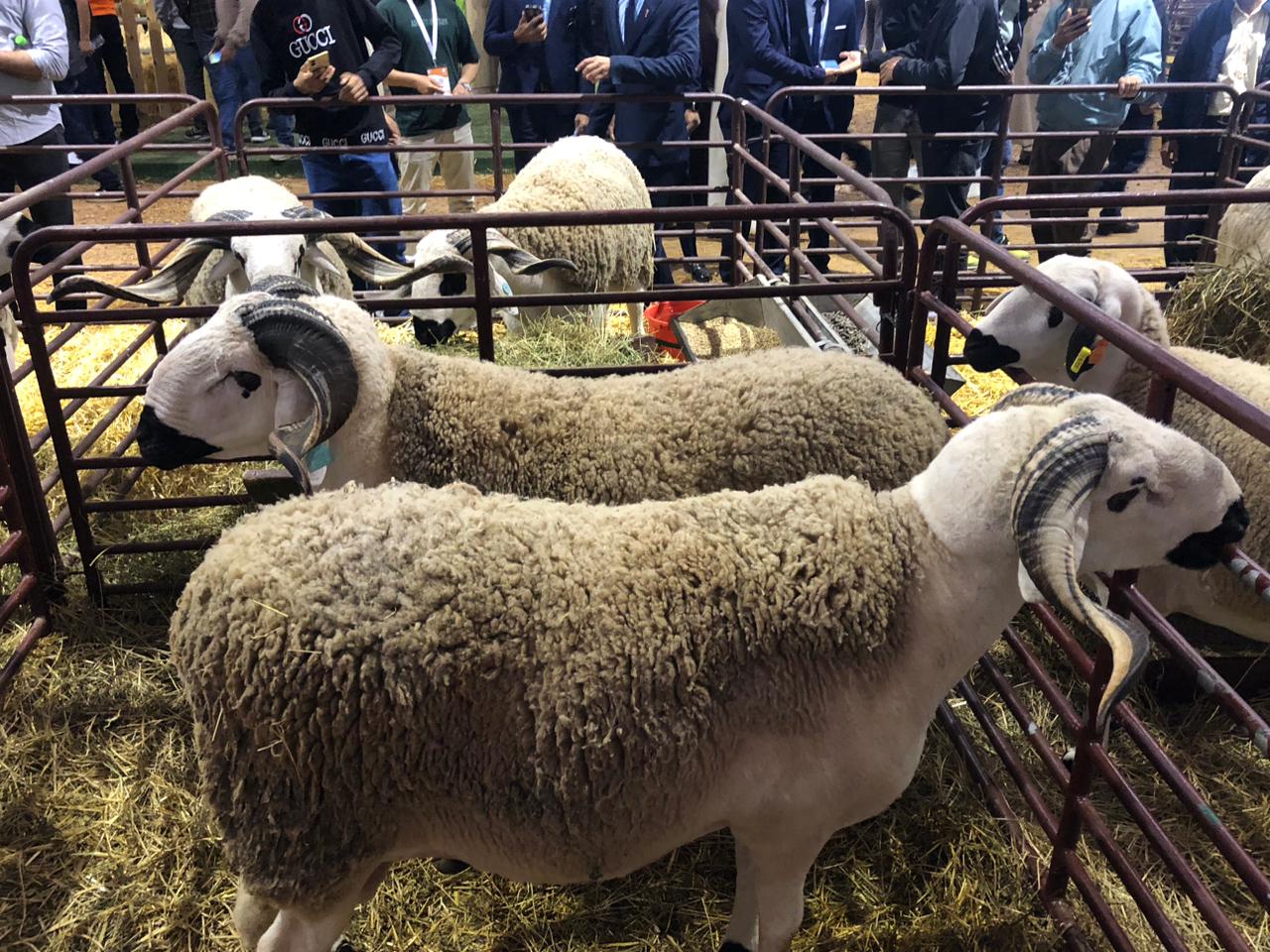 معرض مكناس يكشف مؤشرات سوق الأضاحي بالمغرب.. عرض وفير وأسعار مشجعة