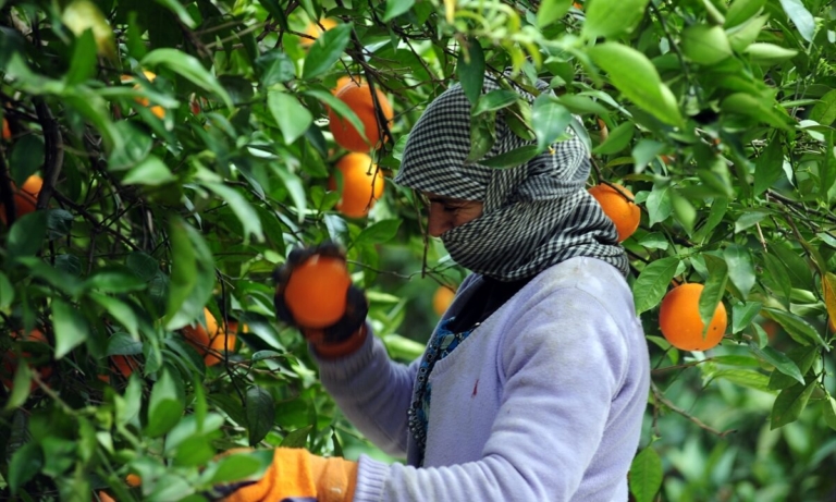 خنيفرة 15 إنتاج الحوامض بجهة بني ملال يقارب 307 آلاف طن و95٪ من المساحات بنظام السقي بالتنقيط