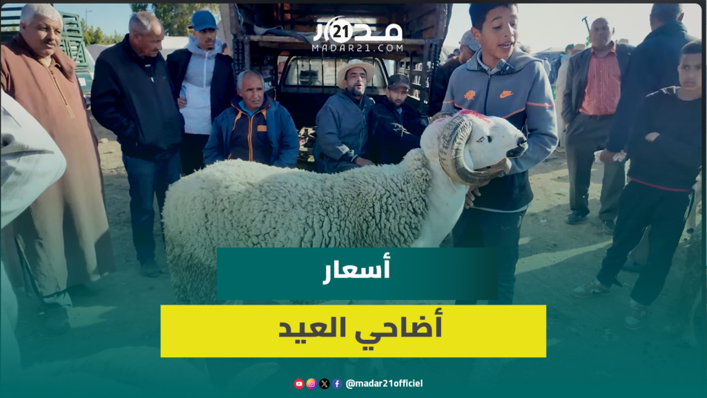 بين 2500 و9000 درهم.. كسابة ببني ملال يكشفون أسعار الأضاحي