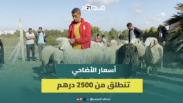 بائع أغنام بسلا: “البدري” رخيص والحولي الغليض غالي والإقبال كبير