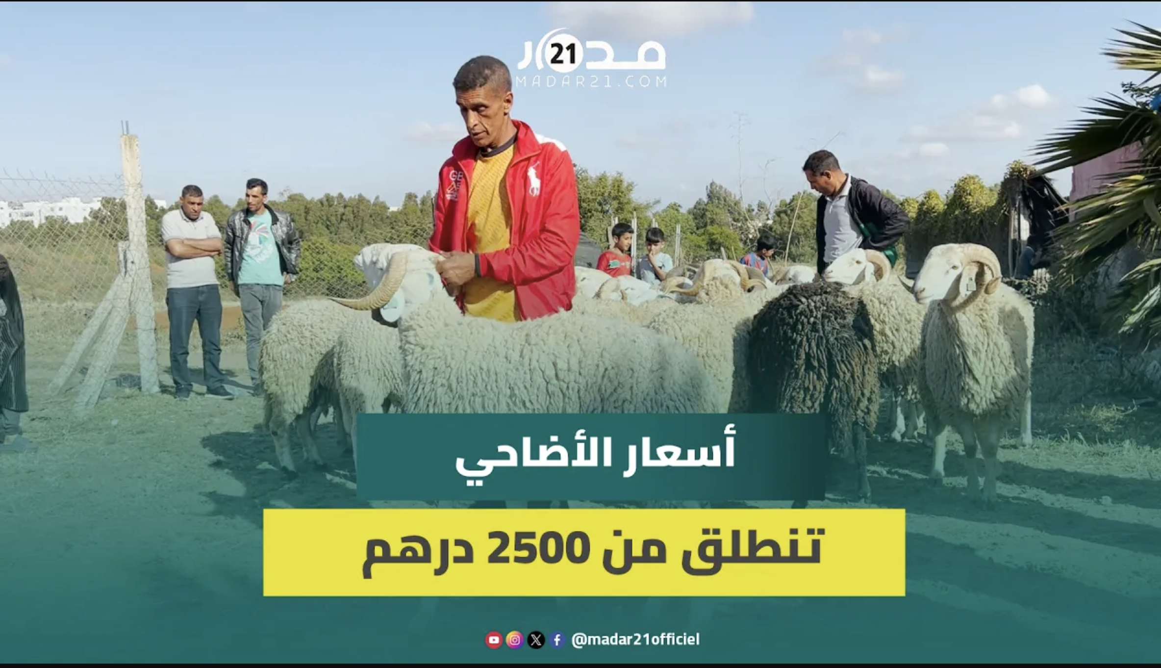 بائع أغنام بسلا: “البدري” رخيص والحولي الغليض غالي والإقبال كبير