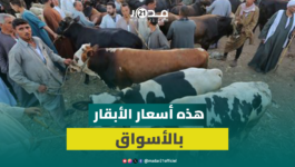 رغم الوفرة.. اقتراب العيد يرفع ثمن الأبقار وكسابة يكشفون الأسباب