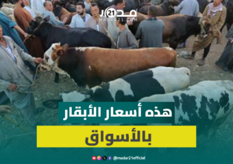 رغم الوفرة.. اقتراب العيد يرفع ثمن الأبقار وكسابة يكشفون الأسباب