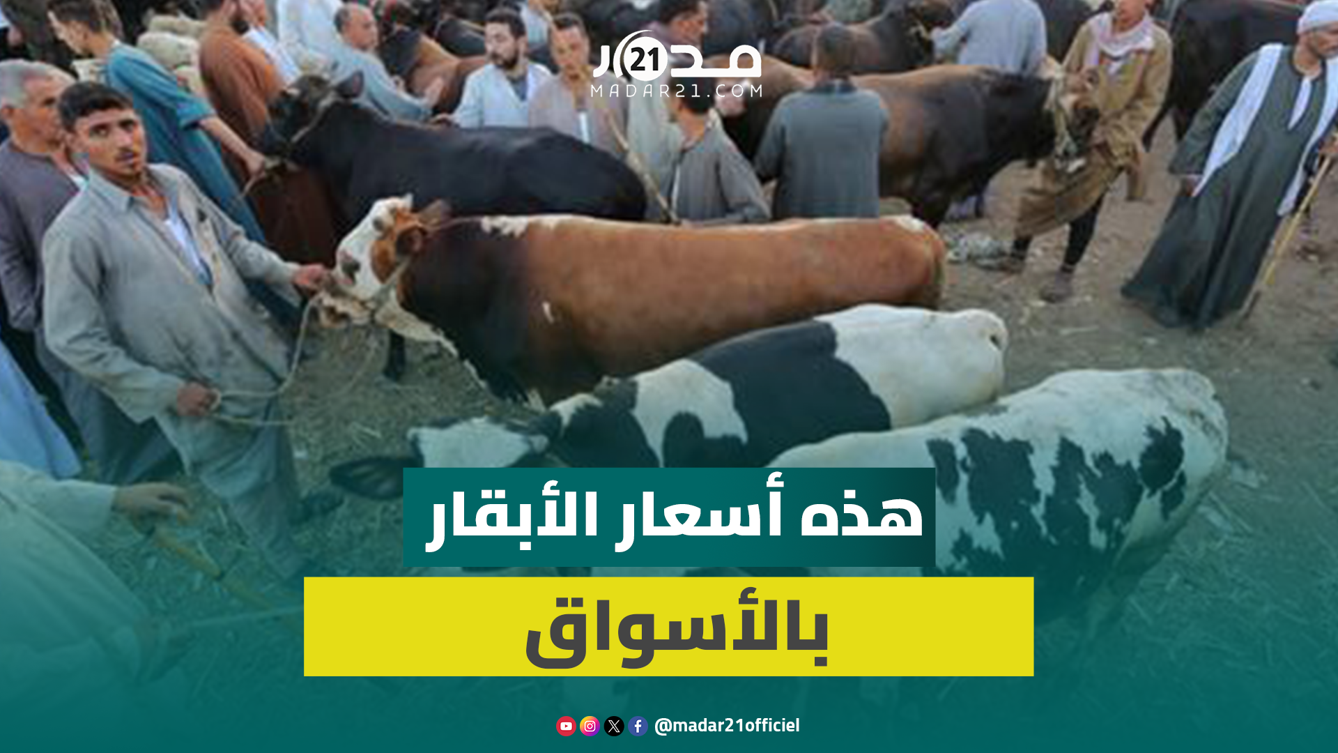 رغم الوفرة.. اقتراب العيد يرفع ثمن الأبقار وكسابة يكشفون الأسباب