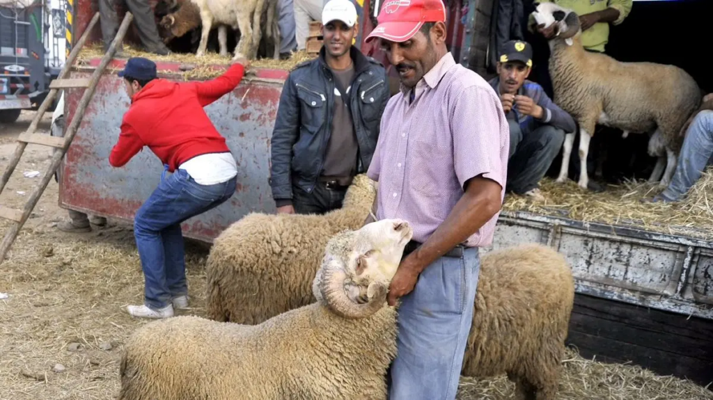 الحبس يترصد “الشناقة”.. الحكومة تُشدِّد مراقبة أسواق الأضاحي وتتوعد المضاربين