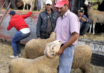 عاجل/ الحبس يترصد “الشناقة”.. الحكومة تُشدِّد مراقبة أسواق الأضاحي وتتوعد المضاربين