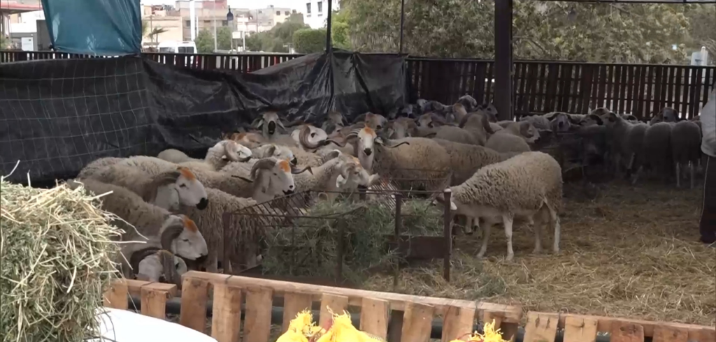 أجواء عيد الأضحى تنعش أسواق بيع الأضاحي بجهة الدار البيضاء