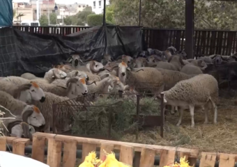 أجواء عيد الأضحى تنعش أسواق بيع الأضاحي بجهة الدار البيضاء