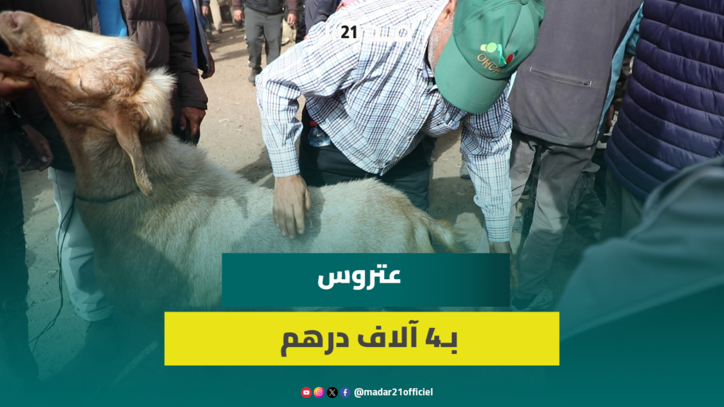 “عتروس” بـ4 آلاف درهم بسوق سهول سلا وأسعار الأغنام تبدأ من 3 آلاف درهماً