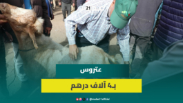 “عتروس” بـ4 آلاف درهم بسوق سهول سلا وأسعار الأغنام تبدأ من 3 آلاف درهماً