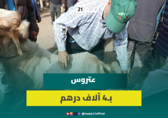“عتروس” بـ4 آلاف درهم بسوق سهول سلا وأسعار الأغنام تبدأ من 3 آلاف درهماً
