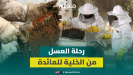 من حصن النحل إلى مائدتك.. رحلة العسل من الخلية المغلقة إلى التصفية