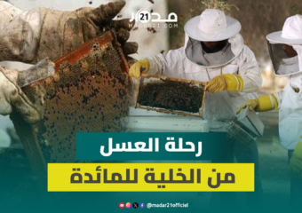من حصن النحل إلى مائدتك.. رحلة العسل من الخلية المغلقة إلى التصفية