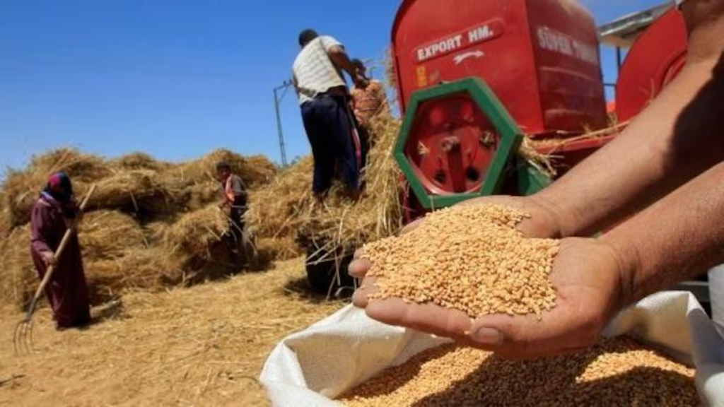 %28.6 من الإنتاج الوطني.. محصول الحبوب بجهة يناهز 25.8 مليون قنطار