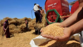 %28.6 من الإنتاج الوطني.. محصول الحبوب بجهة يناهز 25.8 مليون قنطار