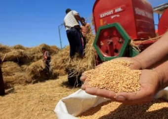 %28.6 من الإنتاج الوطني.. محصول الحبوب بجهة يناهز 25.8 مليون قنطار