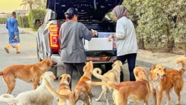 انتقادات برلمانية لتشديد العقوبات بقانون الحيوانات الضالة والحكومة تتمسك بالزجر