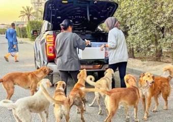 انتقادات برلمانية لتشديد العقوبات بقانون الحيوانات الضالة والحكومة تتمسك بالزجر