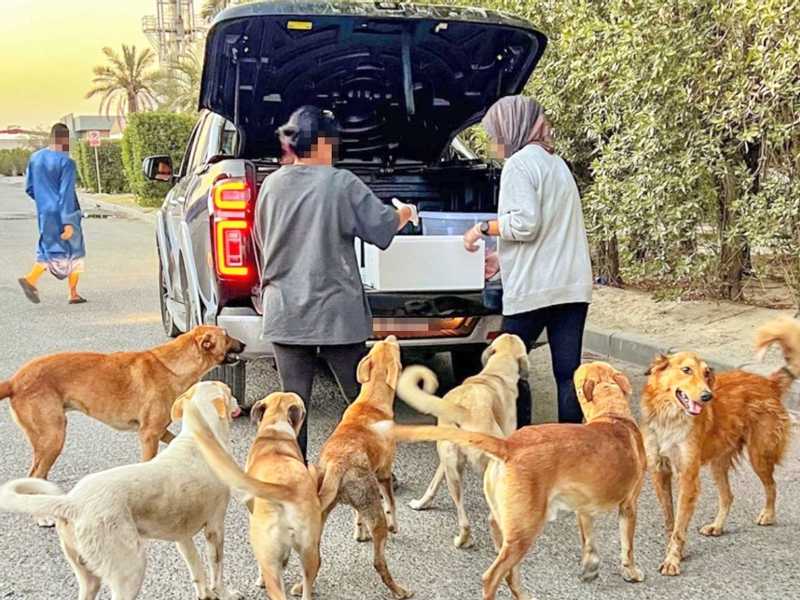 انتقادات برلمانية لتشديد العقوبات بقانون الحيوانات الضالة والحكومة تتمسك بالزجر