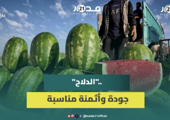 بين عرق الفلاح وجشع المصانع.. نبتة الكبار بمولاي يعقوب تثير الجدل
