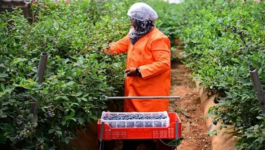 استثمارات إماراتية بـ1.25 مليار درهم تعزز إنتاج الفواكه الحمراء في المغرب