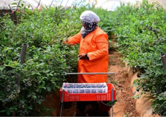 استثمارات إماراتية بـ1.25 مليار درهم تعزز إنتاج الفواكه الحمراء في المغرب