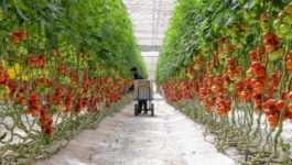 البواري: الناتج الداخلي الفلاحي قفز لـ170 مليار درهم ونتوقع نمواً بـ15% في 2026
