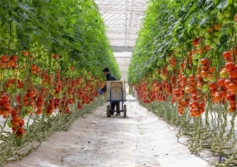 البواري: الناتج الداخلي الفلاحي قفز لـ170 مليار درهم ونتوقع نمواً بـ15% في 2026