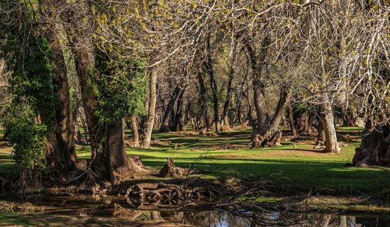 مهرجان إفران يحتفي بالتراث الطبيعي للأطلس المتوسط