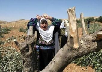 في أرض التين والزيتون.. حلاوة ثمار “تل” تفسدها مرارة الاستيطان