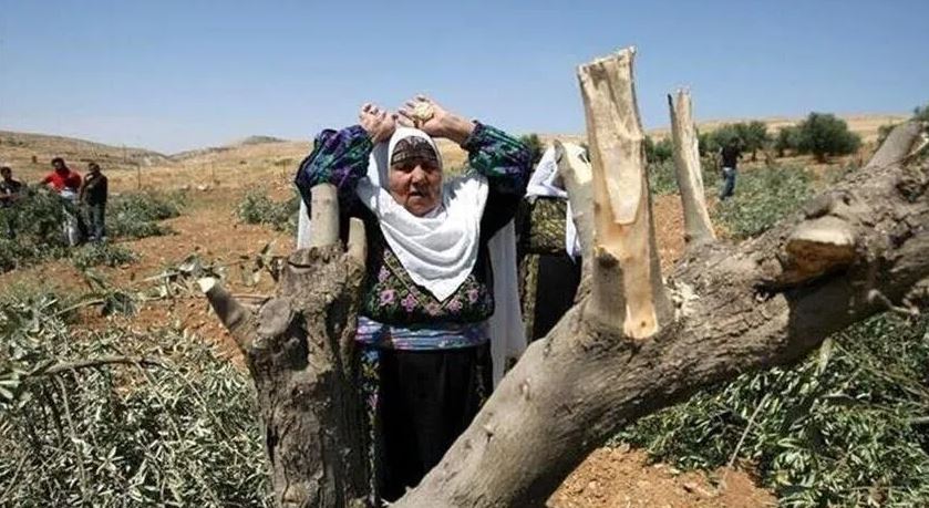في أرض التين والزيتون.. حلاوة ثمار “تل” تفسدها مرارة الاستيطان
