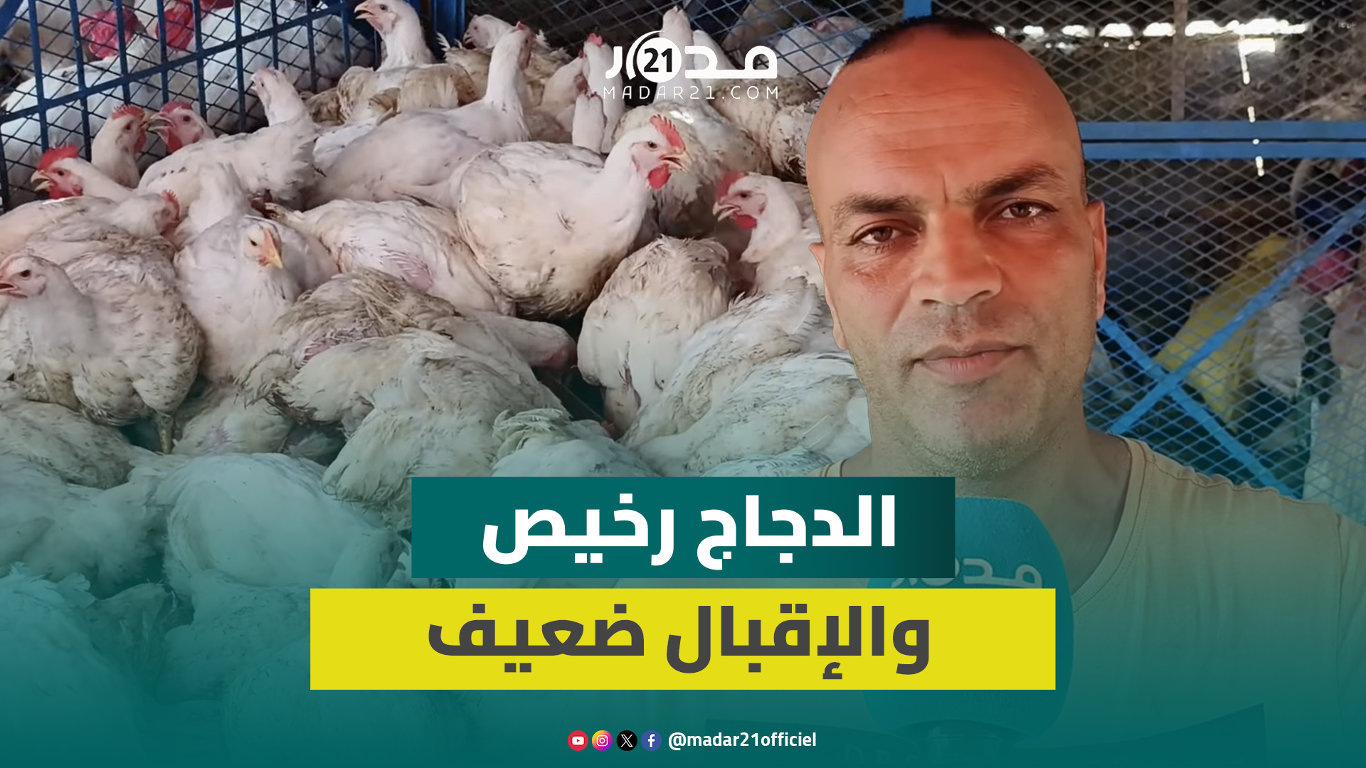 رغم انخفاض أسعار الدجاج.. الركود يسيطر على الأسواق والمهنيون يتحدثون عن الأزمة