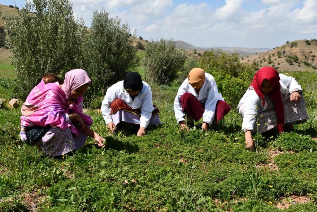 “تسليت نورتان”.. تجربة نسائية لتثمين الأعشاب بدمنات