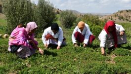 “تسليت نورتان”.. تجربة نسائية لتثمين الأعشاب بدمنات