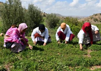 “تسليت نورتان”.. تجربة نسائية لتثمين الأعشاب بدمنات