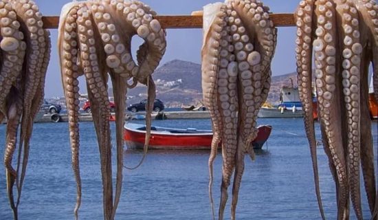 تطور إيجابي في حالة مخزون الأخطبوط
