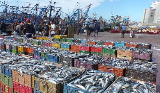 انخفاض بـ25 في المائة في مفرغات الصيد بميناء أسفي