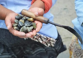 حظر جمع وتسويق المنتجات الصدفية بمنطقة إيمي وادار