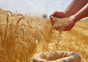 أسعار القمح تقفز لأعلى مستوياتها منذ 3 سنوات وسط أزمة إمدادات وتضخم عالمي