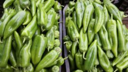 صادرات الفلفل المغربي لبريطانيا تدر 22 مليارا والمنافسة تشتد مع ألمانيا